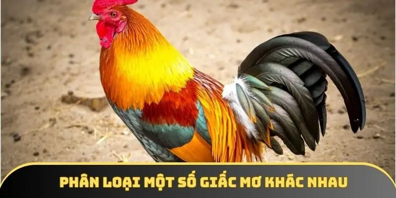 Phân loại một số giấc mơ khác nhau về bắt gà Phân loại một số giấc mơ khác nhau về bắt gà