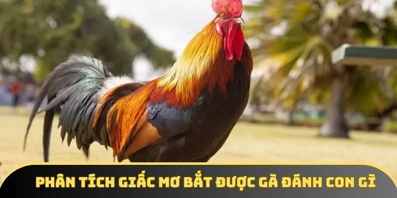 Phân tích giấc mơ bắt được gà đánh con gì Phân tích giấc mơ bắt được gà đánh con gì