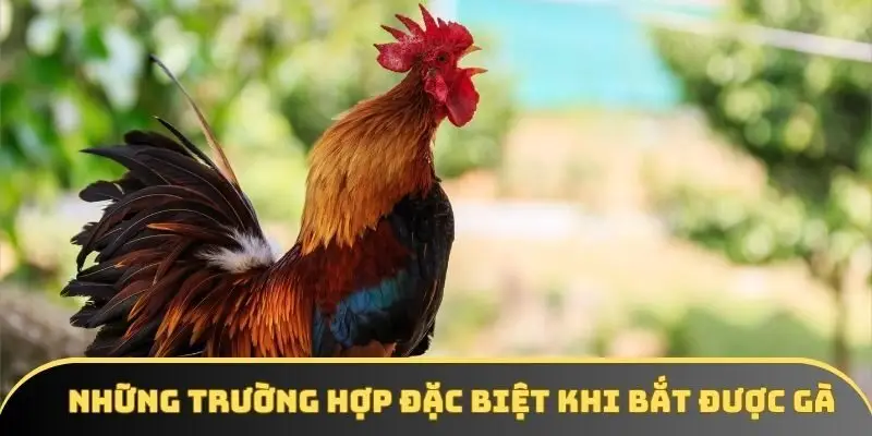 Những trường hợp đặc biệt khi bắt được gà Những trường hợp đặc biệt khi bắt được gà