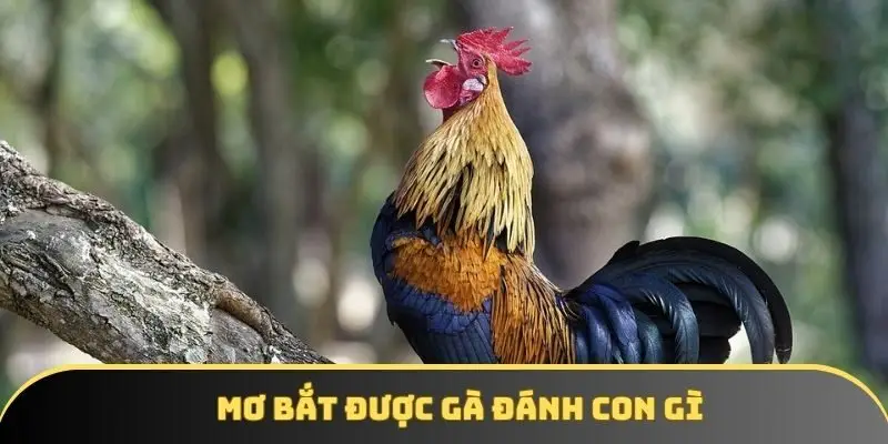 Bắt được gà đánh con gì? Cùng giải mã giấc mơ tài lộc