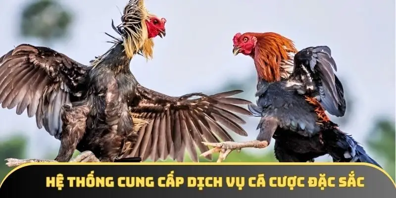 Hệ thống cung cấp dịch vụ cá cược đặc sắc