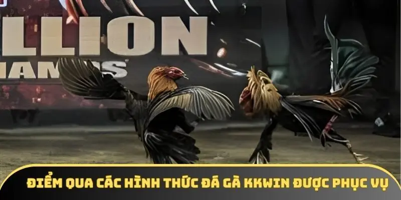 Điểm qua các hình thức đá gà KKWIN được phục vụ