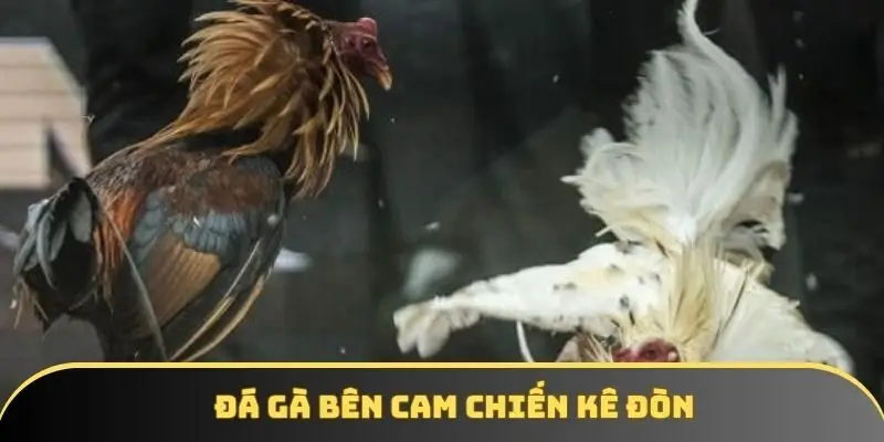 Đá gà bên cam chiến kê đòn Đá gà bên cam chiến kê đòn