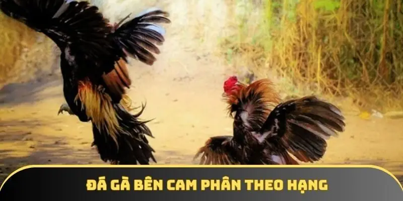 Đá gà bên cam phân theo hạng Đá gà bên cam phân theo hạng