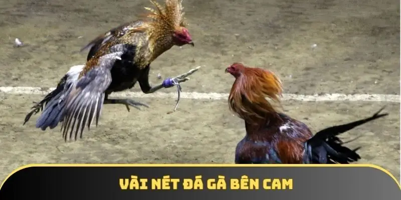 Vài nét đá gà bên cam Vài nét đá gà bên cam