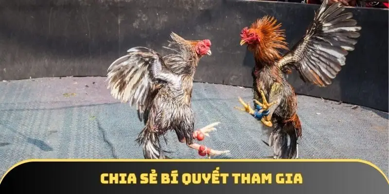 Chia sẻ bí quyết tham gia Chia sẻ bí quyết tham gia