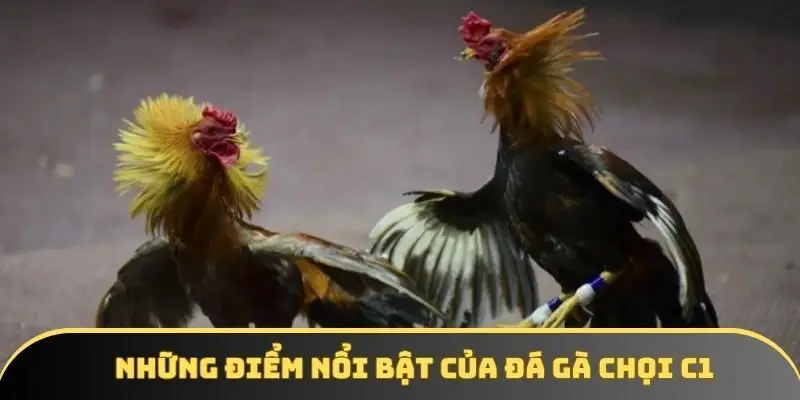 Những điểm nổi bật của đá gà chọi c1 Những điểm nổi bật của đá gà chọi c1