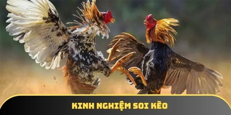 Kinh nghiệm soi kèo Kinh nghiệm soi kèo