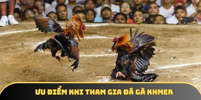 Ưu điểm khi tham gia đá gà Khmer Ưu điểm khi tham gia đá gà Khmer