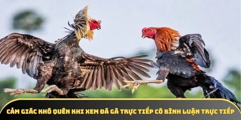 Cảm giác khó quên khi xem đá gà trực tiếp có bình luận trực tiếp Cảm giác khó quên khi xem đá gà trực tiếp có bình luận trực tiếp
