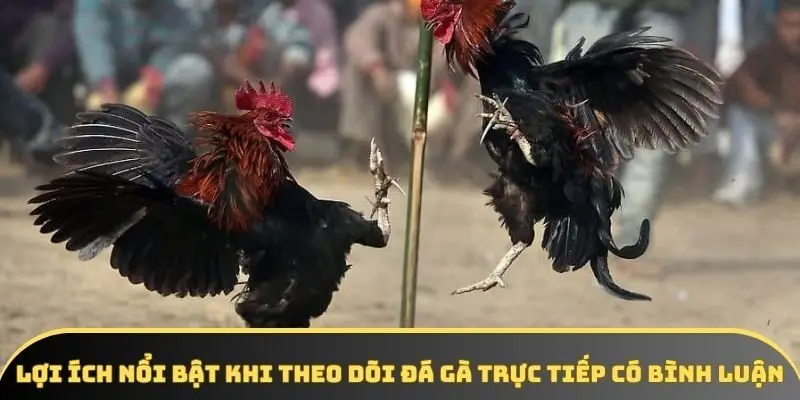 Lợi ích nổi bật khi theo dõi đá gà trực tiếp có bình luận Lợi ích nổi bật khi theo dõi đá gà trực tiếp có bình luận
