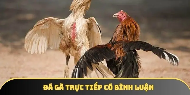 Đá gà trực tiếp có bình luận - Phân tích chuyên sâu