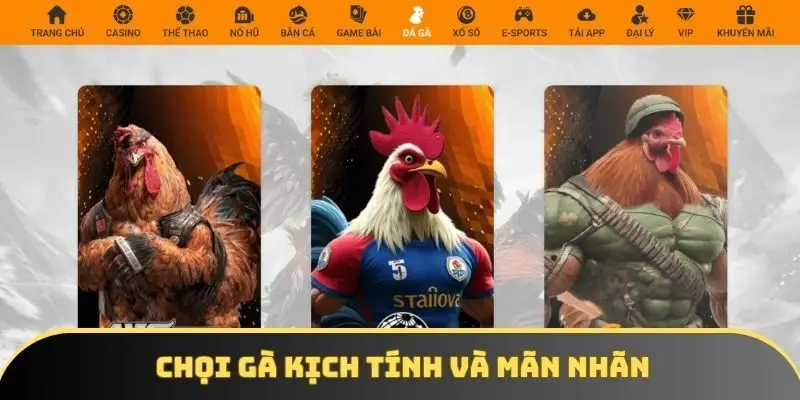 Chọi gà kịch tính và mãn nhãn Chọi gà kịch tính và mãn nhãn