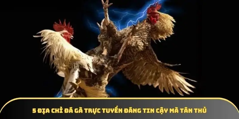 5 địa chỉ đá gà trực tuyến đáng tin cậy mà tân thủ 5 địa chỉ đá gà trực tuyến đáng tin cậy mà tân thủ