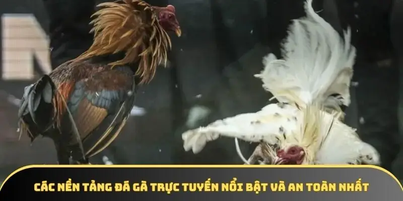 Các nền tảng đá gà trực tuyến nổi bật và an toàn nhất Các nền tảng đá gà trực tuyến nổi bật và an toàn nhất