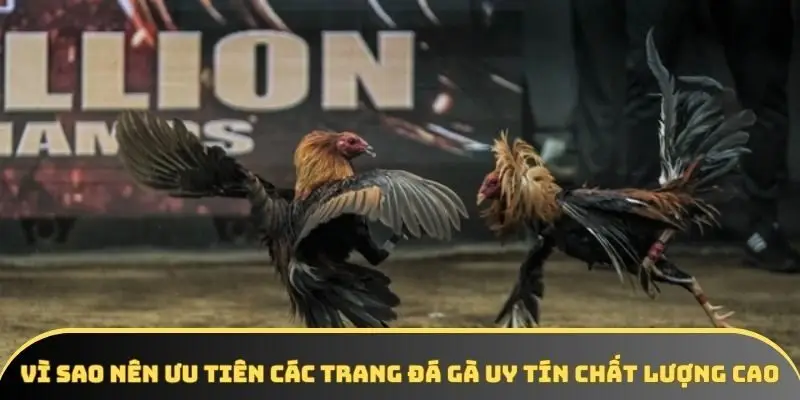 Vì sao nên ưu tiên các trang đá gà uy tín chất lượng cao Vì sao nên ưu tiên các trang đá gà uy tín chất lượng cao