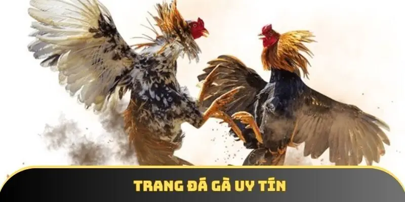 Trang đá gà uy tín dành cho cược thủ chuyên nghiệp & mới