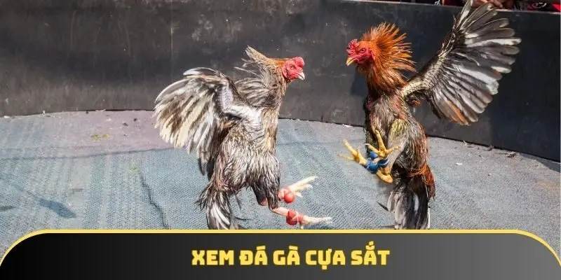 Xem đá gà cựa sắt KKWIN thu hút hàng triệu người đam mê