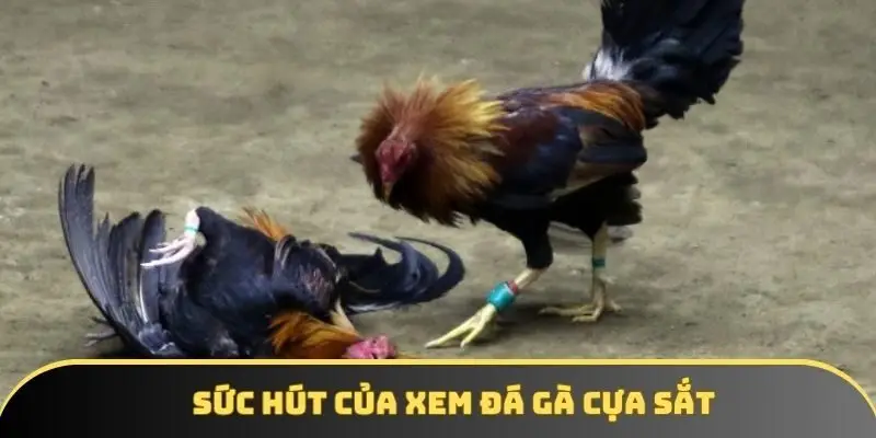 Sức hút của xem đá gà cựa sắt Sức hút của xem đá gà cựa sắt