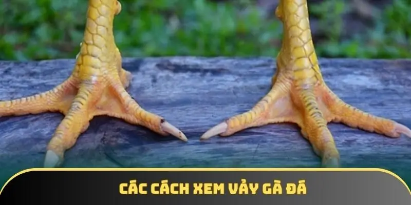 Các cách xem vảy gà đá Các cách xem vảy gà đá