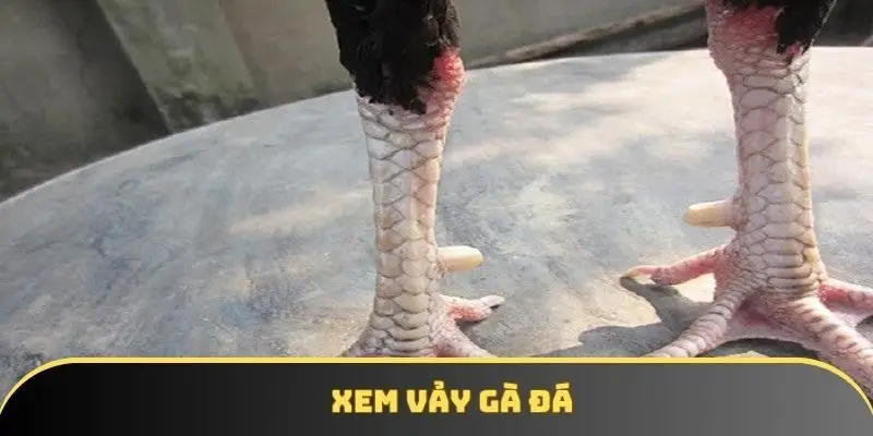 Xem vảy gà đá tại KKWIN - Bí quyết nhận diện gà từ cao thủ