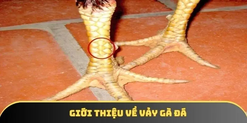 Giới thiệu về vảy gà đá Giới thiệu về vảy gà đá